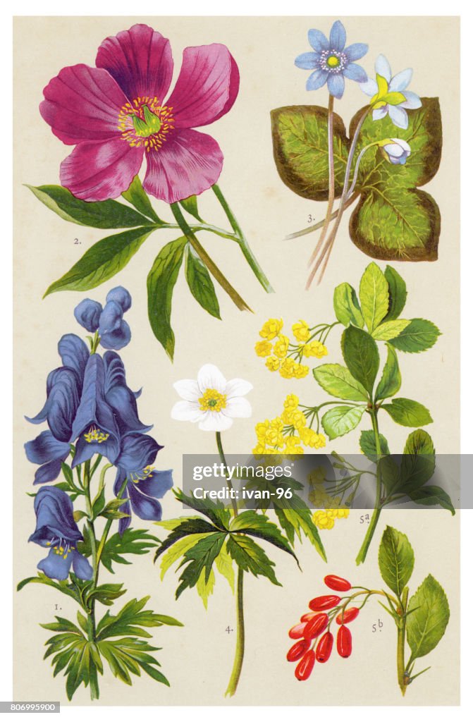 Medicinal and Herbal Plants