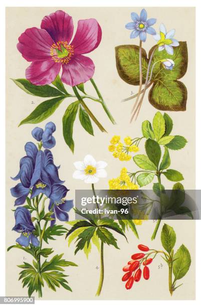 medicinal and herbal plants - aconitum napellus stock illustrations