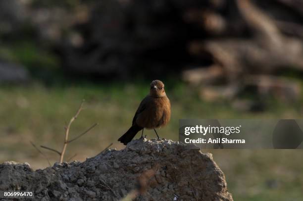 5,340 The Thorn Birds Photos and Premium High Res Pictures - Getty Images 5,340 The Thorn Birds Photos and Premium High Res Pictures - Getty Images