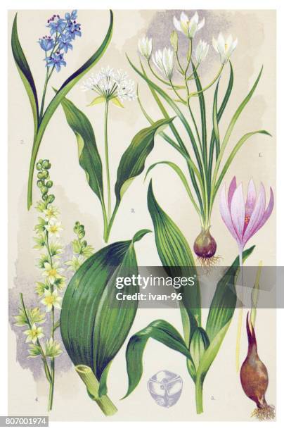 medicinal and herbal plants - scilla bifolia stock illustrations