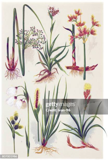 medicinal and herbal plants - pressed flowers stock illustrations
