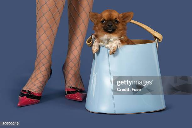 woman with chihuahua in purse - legs in nylon fotografías e imágenes de stock