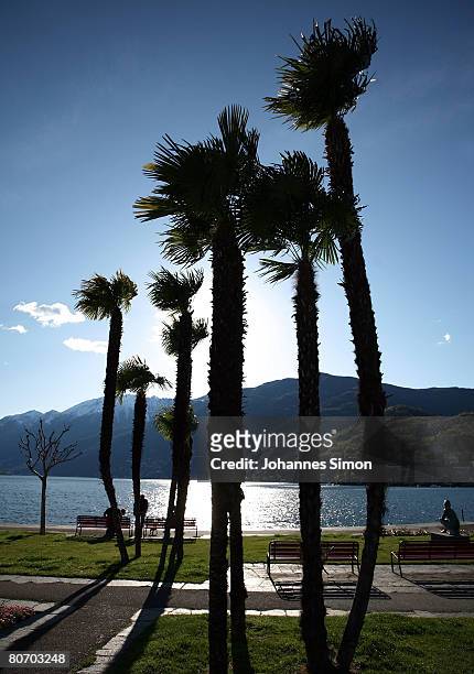 Palm trees are silhouetted against the sun on April 16 2008, in Ascona, Switzerland. The German football national team will be accomodated in Hotel...
