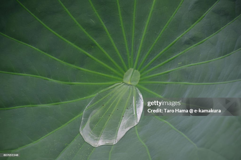 Raindrop on leaf of Lotus water lily on pond in Kamakura
