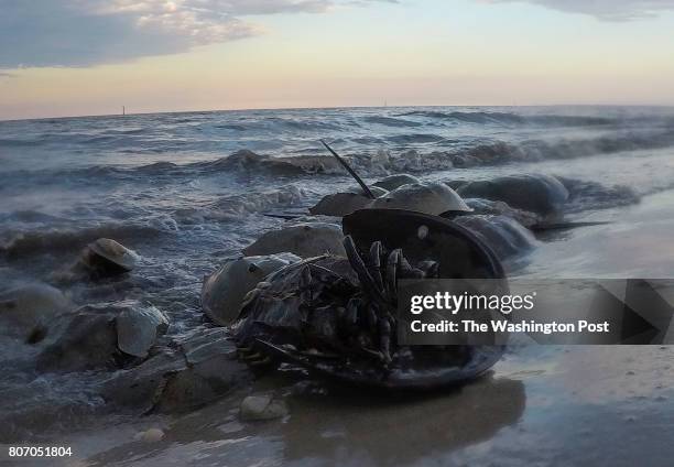 Horseshoe crabs come ashore to mate and lay eggs during a new moon at Kitts Hummock Beach on June 21, 2017 in Dover, De.