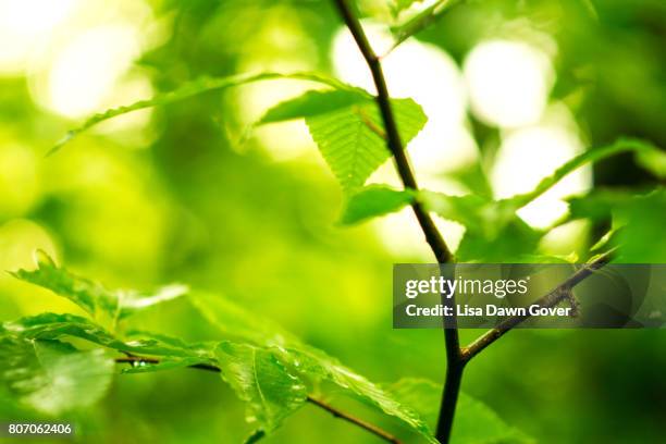 greenery - fuzzy caterpillar stock pictures, royalty-free photos & images