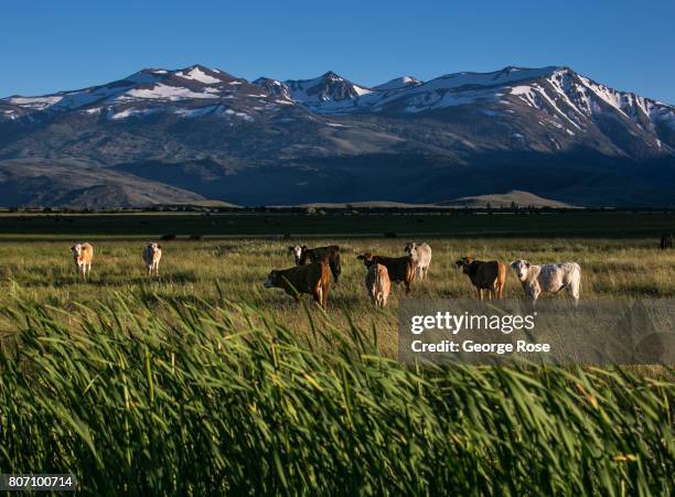 Low-lying farm and cattle land is soggy as the snow begins melting in the surrounding mountains on June 28 near Bridgeport, California. Following a...