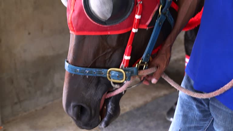 Face Ridden Face Riding Videos and HD Footage - Getty Images