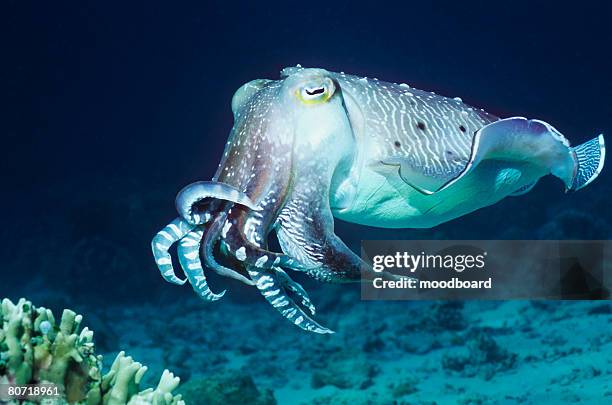 cuttlefish - cuttlefish stock pictures, royalty-free photos & images