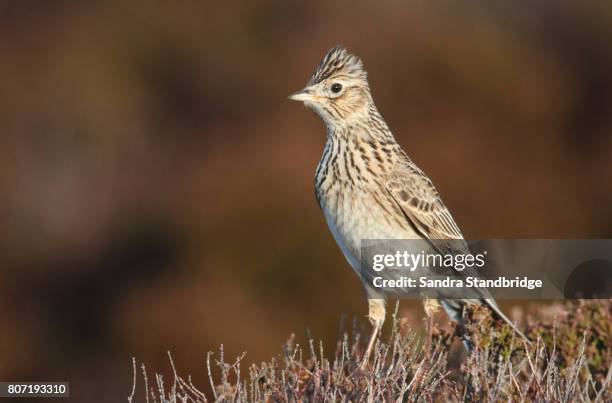 a skylark (alauda arvensis) perched on a heather bush . - alauda arvensis stock pictures, royalty-free photos & images