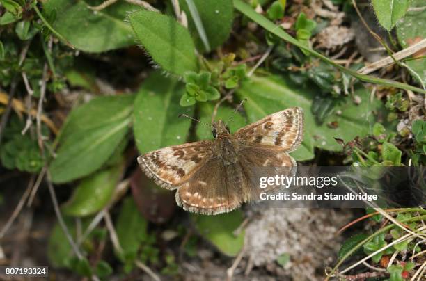 a beautiful dingy skipper butterfly (erynnis tages) perched on vegetation. - hesperiidae stock pictures, royalty-free photos & images