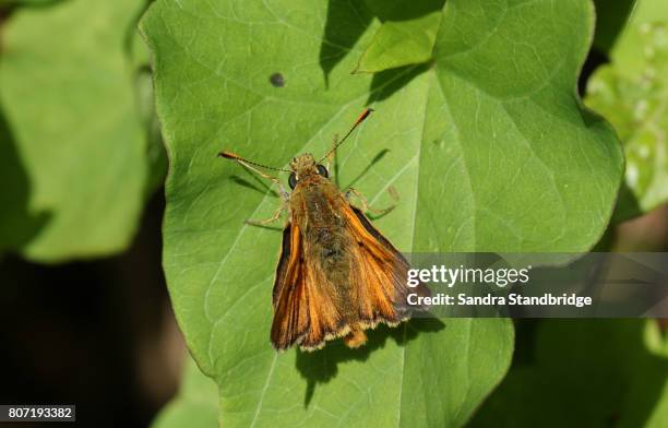 a beautiful large skipper butterfly (ochlodes sylvanus) perched on a leaf. - hesperiidae stock pictures, royalty-free photos & images