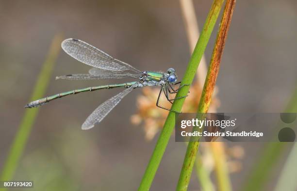 a pretty emerald damselfly (lestes sponsa) perched on a reed. - sponsa stock-fotos und bilder