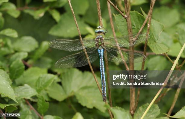 a stunning emperor dragonfly (anax imperator) perched on the stem of a plant. - anax imperator stockfoto's en -beelden