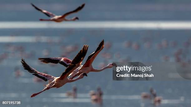 lesser flamingos in flight - lake bogoria national park stock pictures, royalty-free photos & images