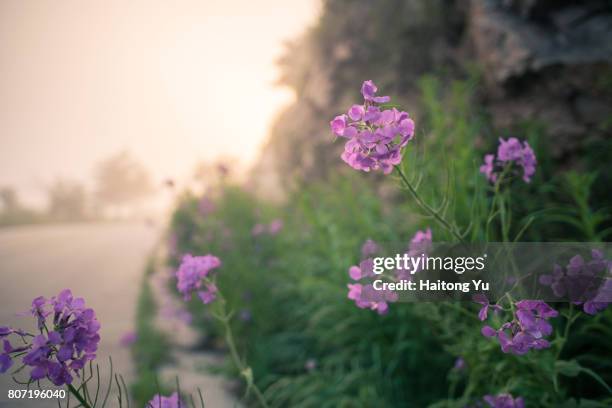 wild flowers at foggy sunset - chengde stock pictures, royalty-free photos & images