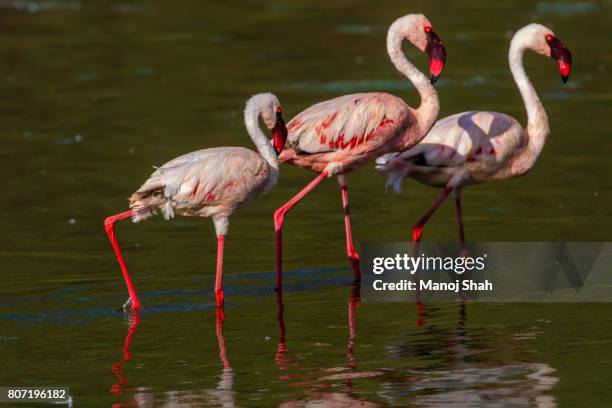 lesser flamingos walking - lake bogoria national park stock pictures, royalty-free photos & images