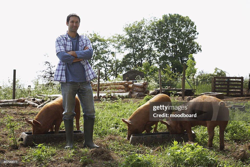 Man Feeding Pigs