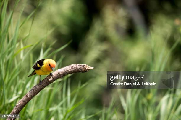 western tanager bird - piranga ludoviciana stock pictures, royalty-free photos & images