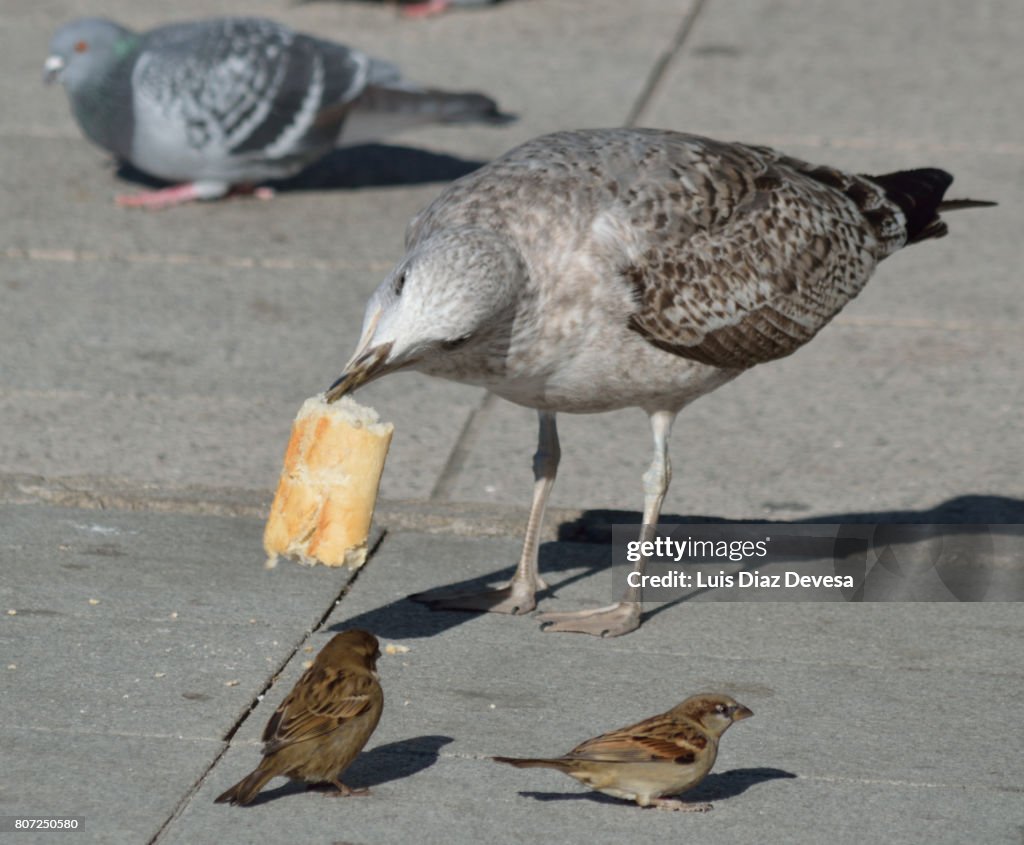 Gull eating bread