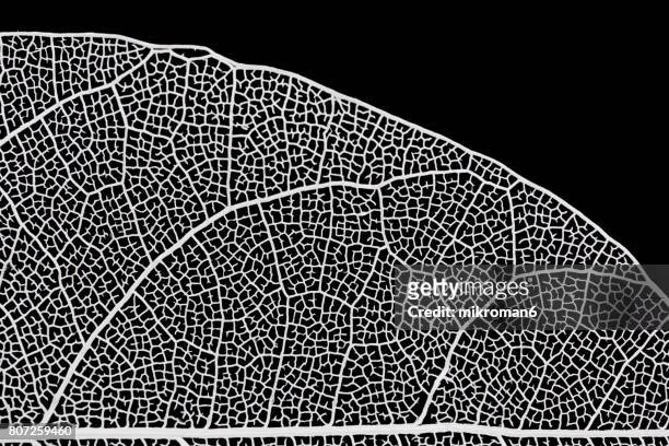 veiny white leaf - black and white plant stockfoto's en -beelden