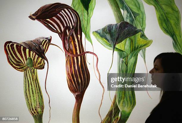 In this photo illustration, an employee peruses a watercolour on paper by Rosanne Sanders depicting the plants Arisaema cilatum, Arisaema costatum...