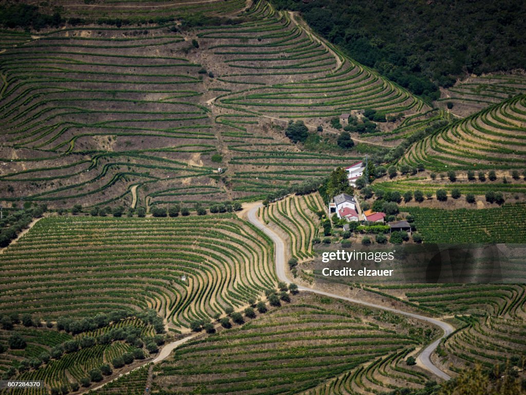 Vineyards in Douro Valley, Portugal