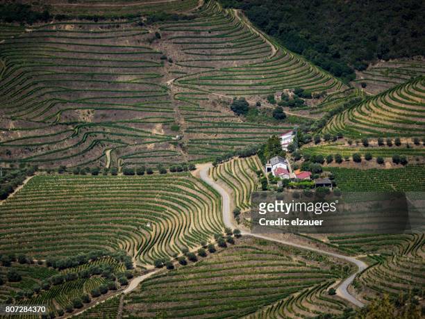 vineyards in douro valley, portugal - portugal vineyard stock pictures, royalty-free photos & images