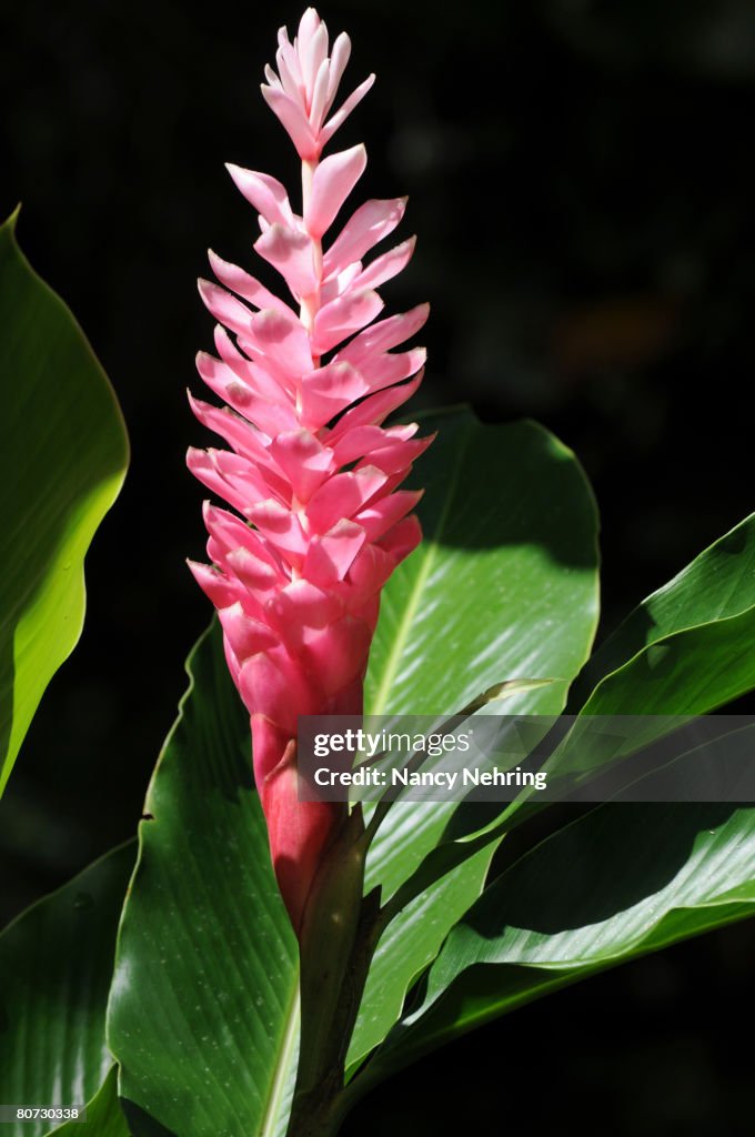 Pink ginger, Alpinia purpurata.