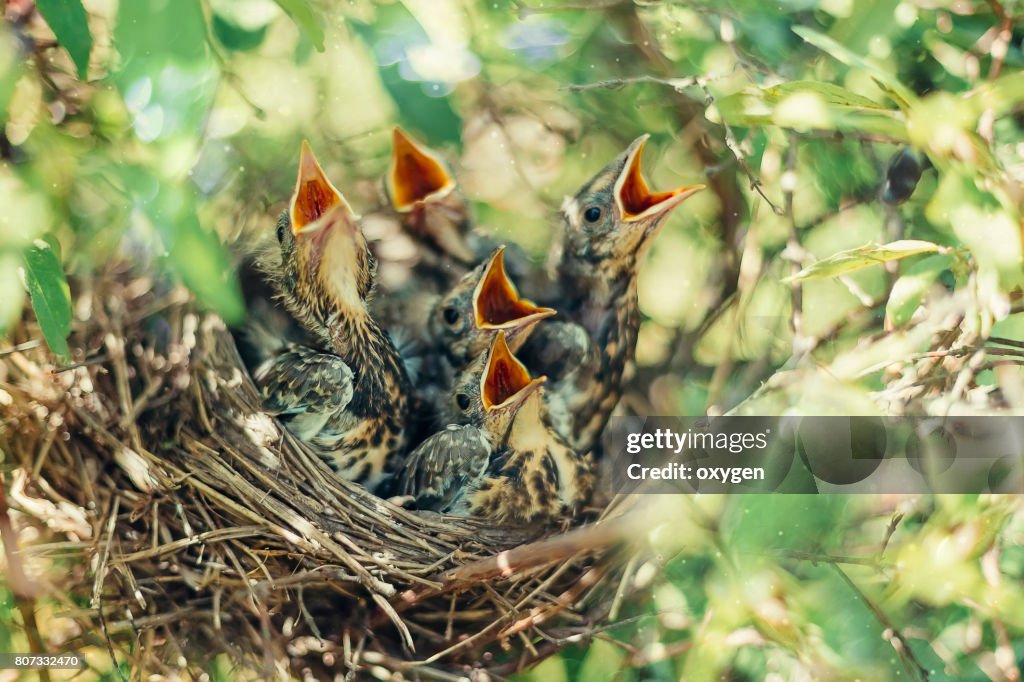 Baby birds in the nature