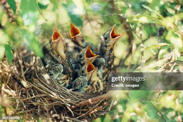 baby birds in the nature - uccellino foto e immagini stock