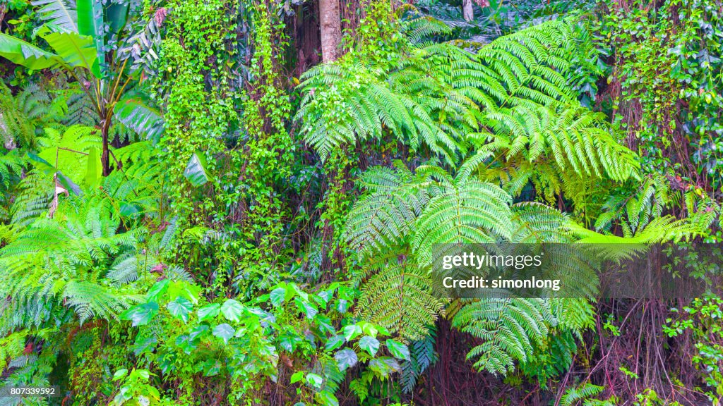 Forest with ferns, Shah Alam, Malaysia