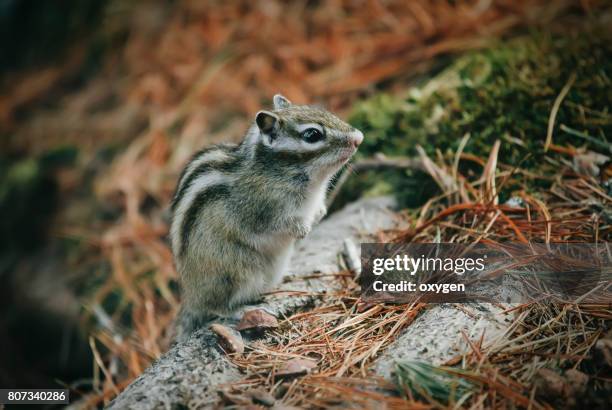 eastern chipmunk , sitting on a fallen tree - chipmunk cheeks stock pictures, royalty-free photos & images