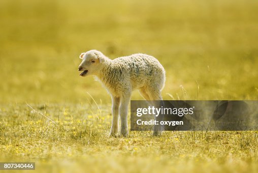 bleating lamb, a few days old, standing on the grass