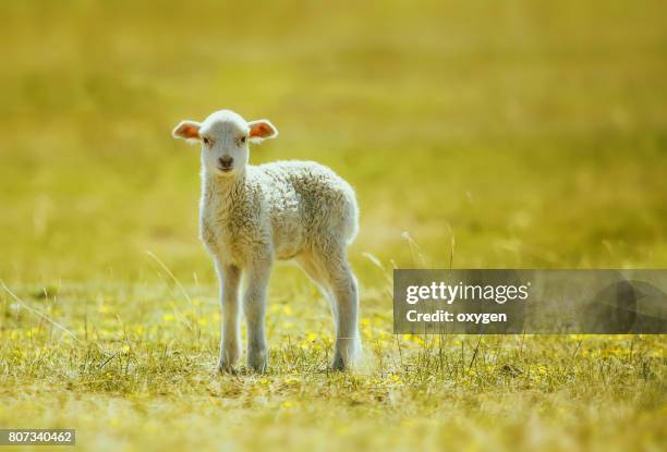 prime lamb on green grass - lamb fotografías e imágenes de stock