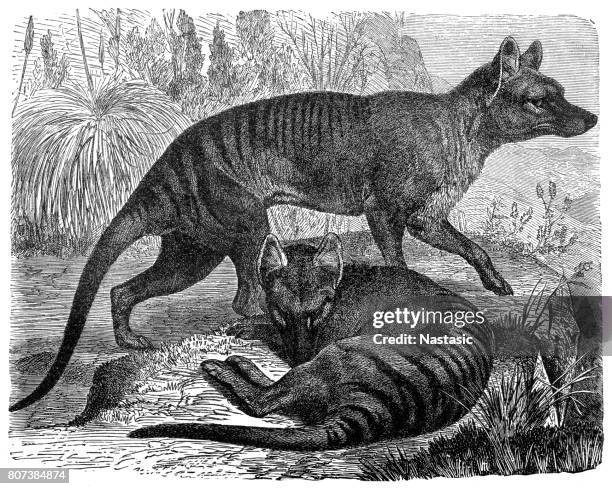 thylacinus cynocephalus (tasmanian tiger, tasmanian wolf, thylacine) - thylacine stock illustrations