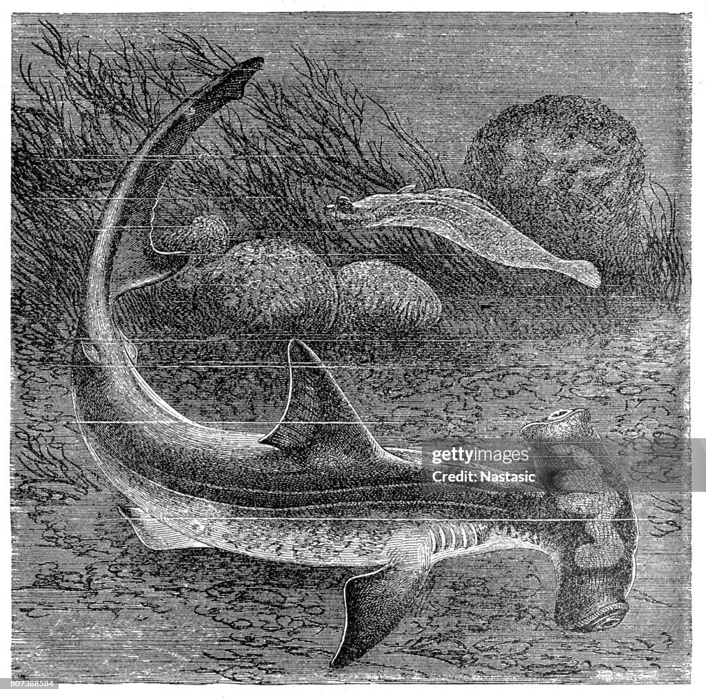 Smooth hammerhead shark (Sphyrna zygaena)