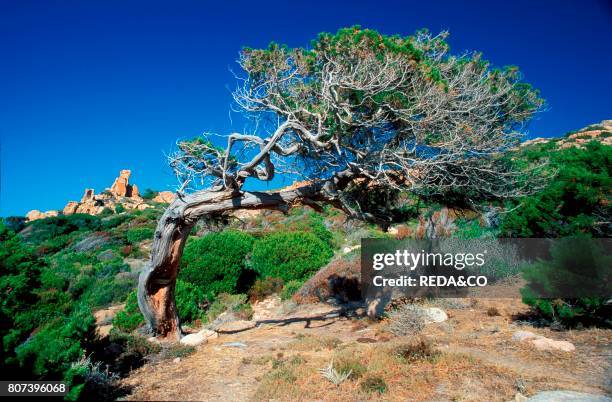 Juniperus Phoenicea. Juniper. Sardinia. Italy.