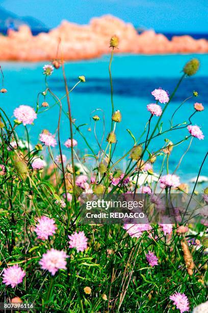 Flower. Isola Cavalli island. Porto San Paolo. Loiri . Sardinia. Italy. Europe.