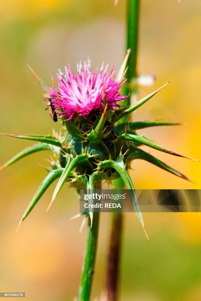 Flower of Silybum marianum. Milk thistle.Cardo mariano. along the south-west coast of the island. Asinara Island. Asinara National Park. Sardinia. Italy. Europe