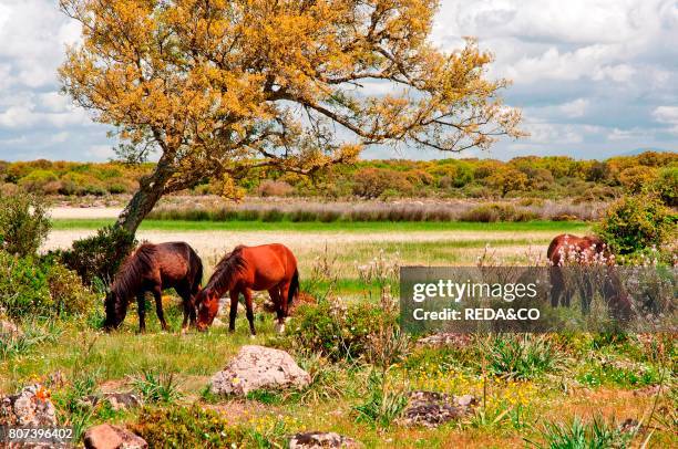 Cavallino della Giara. Equus caballus giarae. Giara's horse. Wild horses. Giara basaltic upland. Medio Campidano. Sardinia. Italy.