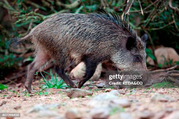 Cinghiale sardo. Wild boar. Sus scrofa meridionalis. Monte Arcosu. Capoterra. Cagliari. Sardinia. Italy. Europe.
