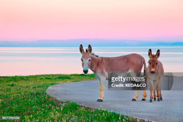 Donkeys. Asinara island. Porto Torres. Sardinia. Italy. Europe.