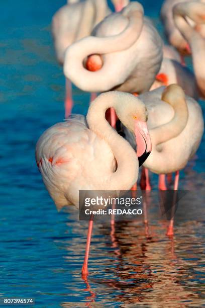 Flamingos. Phoenicopterus ruber. Santa Giusta pond. Oristano. Sardinia. Italy. Europe.