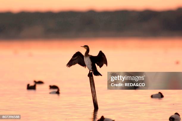 Cormorant also called a Shag. Sitting on the stilt at Stagno di Santa Giusta pond in the sunset. Sardinia. Italy. Europe.