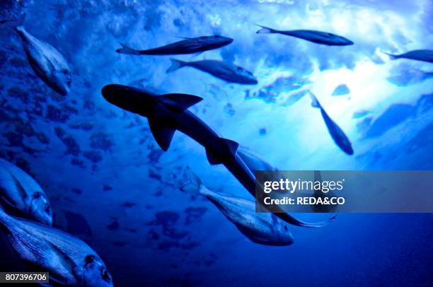 Acquarium of Cala Gonone. Dorgali.Sardinia. Italy.Europe.