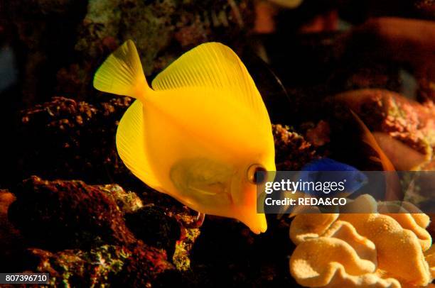 Acquarium of Cala Gonone. Dorgali.Sardinia. Italy.Europe.