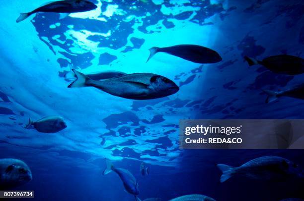 Acquarium of Cala Gonone. Dorgali.Sardinia. Italy.Europe.