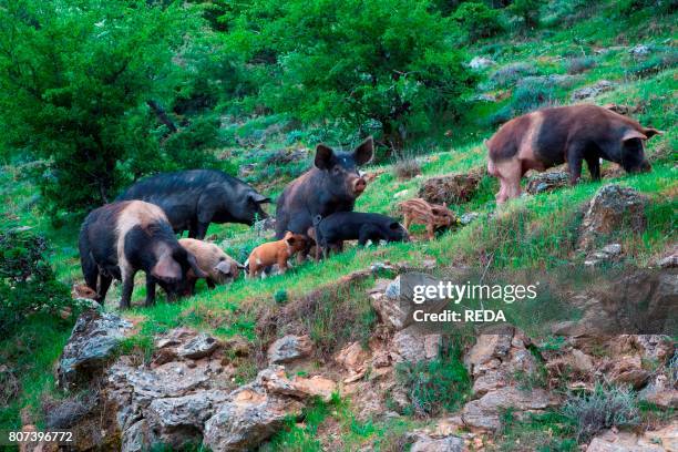 Desulo Desulo Photos and Premium High Res Pictures - Getty Images