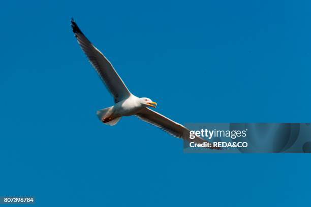 Larus argentatus. Herring gull. Gabbiano reale. Flying along the south coast of the Island. Asinara island. Asinara National Park. Sardinia. Italy....